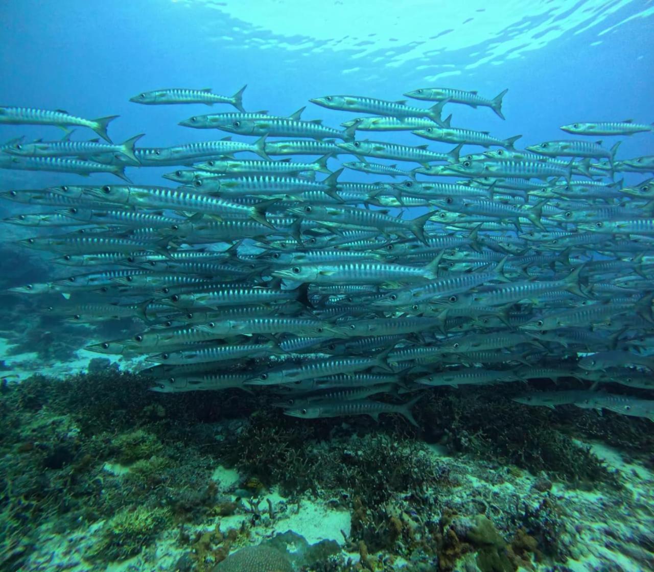 Maratua Dive Center And Lodge Maratua Island Eksteriør billede